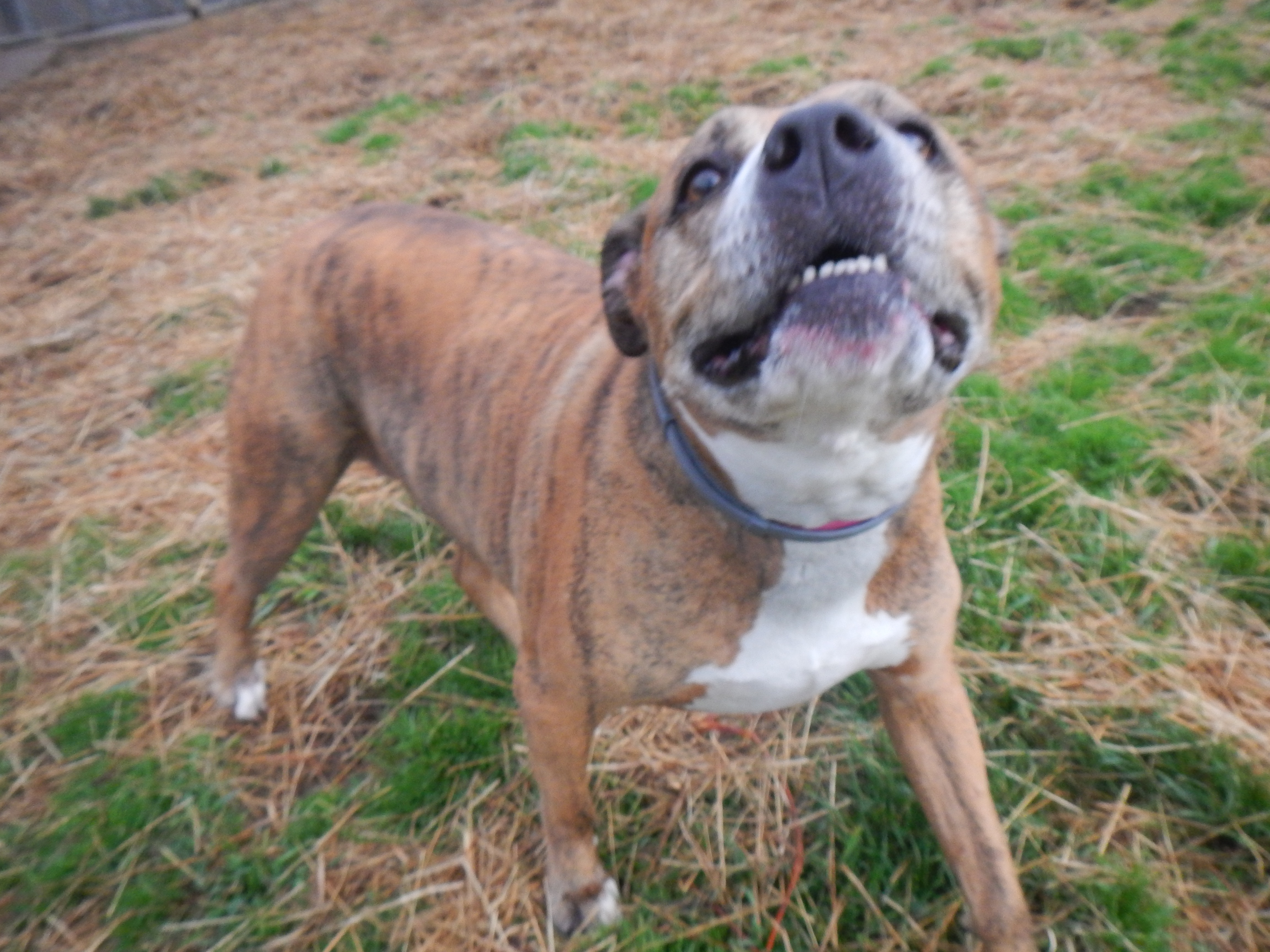 Smiling puppy at Pittsburgh dog boarding kennel